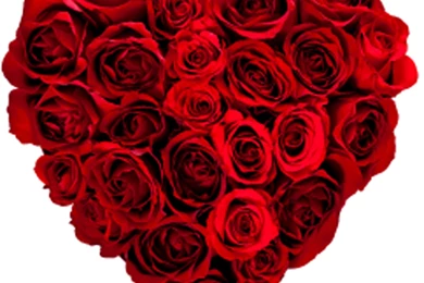 Red Roses Wallpapers HD A10   Wallpapers