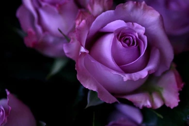 Purple Roses