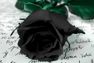 Black rose wallpaper hd wallpapers.jpg