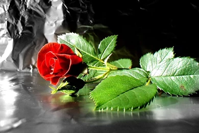Rose Flower Images Free Download Hd Download