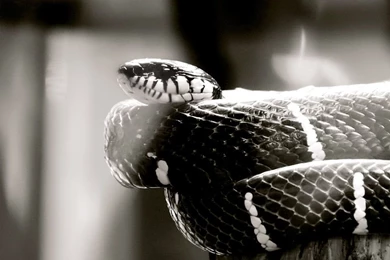 Elephant Black & White Tablet Phone Backgrounds   Album Art For ...