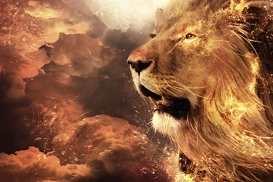 802 Lion HD Wallpapers