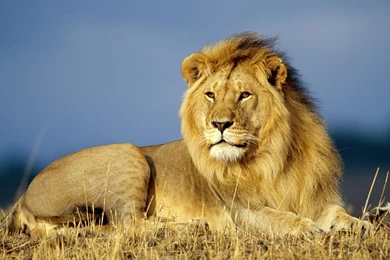 3d lion wallpapers.jpg