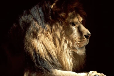 Cool Animals Pictures: 36 Pictures Of Lions  Cool Lions Photos