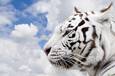 Tiger Wallpapers Hd All Wallpapers New