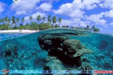 Snotilly Roo + Kasukilu: Quiksilver Wallpapers