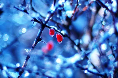 Free Winter Wallpapers Hd ~ Toptenpack.com