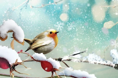 Winter Birds Desktop Wallpapers   , New Wallpapers, New Wallpapers