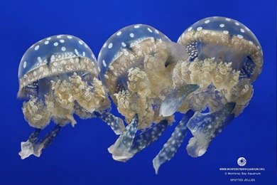 Free Sea Animal Computer Backgrounds: Animal By Free Download Best ...