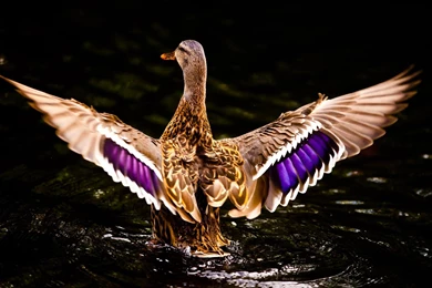 Baby Tiger Animal Computer Backgrounds