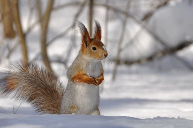 Squirrels Squirrel Snow Nature Sweet Wild Animals Cute Rodents ...