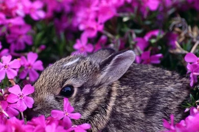 Free Desktop Backgrounds