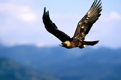 High Definition Eagle Wallpapers For Free Download