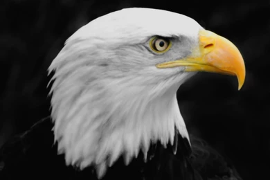 Flying Eagle Wallpapers Dowload