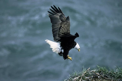 Eagle Wallpapers 1920x1200 Wallpapers,Eagle 1920x1200 Wallpapers ...