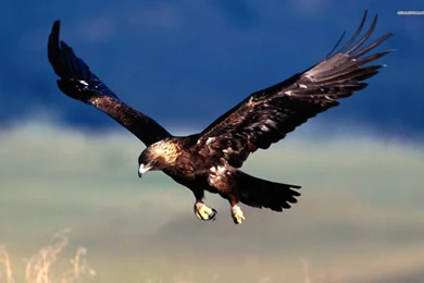 High Definition Eagle Wallpapers For Free Download