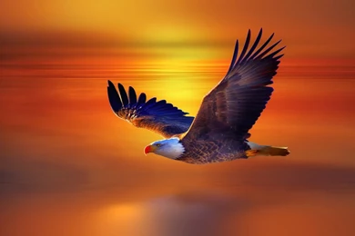 Download Eagle Wallpapers Free