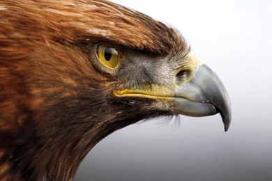 Bald Eagle Desktop Wallpapers