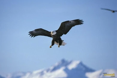 YouWall   Flying Eagle Wallpapers   Wallpaper,wallpapers,free ...
