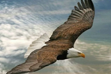 Eagle Wallpapers