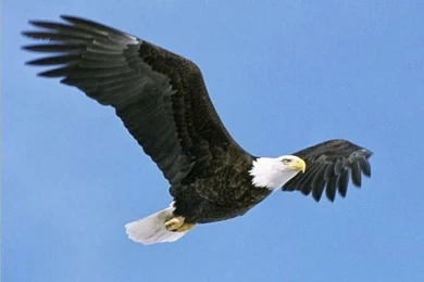 Cute Eagle Birds Images Free Download