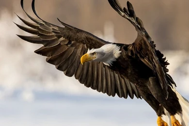 Beautiful Eagle Wallpapers