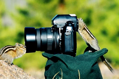 Awesome funny hd wallpapers 1080p download