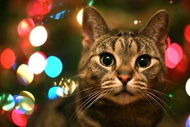 Cat Animal Christmas Wallpapers Photography