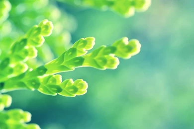 Beautiful Green Plant Macro Wallpapers Photogra