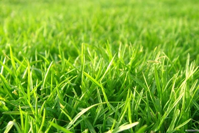 Gallery For   Free Grass Backgrounds Cartoon