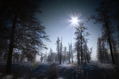 Flakes Winter Snow Night Moon Light Landscapes Trees Forest ...