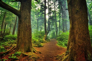 Forest Path Hd Wallpapers