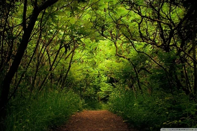 Forest Landscape Wallpapers 2014 HD