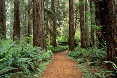 Prairie Creek Redwoods State Park, Forest, Grass, Leaves ...
