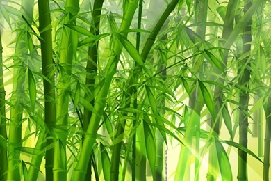 Amazing Nature Wallpaper: Bamboo Forest Wallpapers For Walls