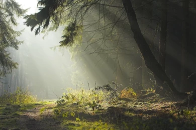 Landscapes Trees Forest Path Sunlight