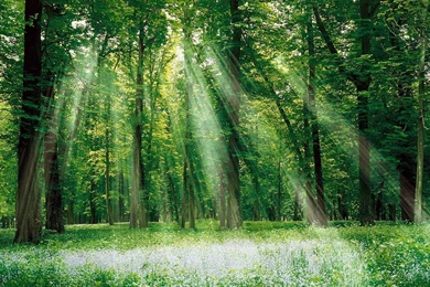 Beautiful Hd Forest Wallpapers, Forest Beautiful Hd Wallpapers ...