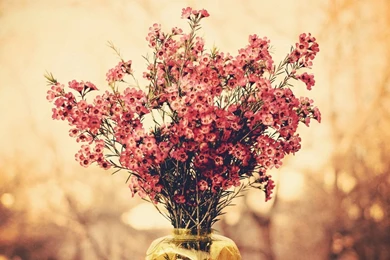 Flower Bokeh Images And Wallpapers Download