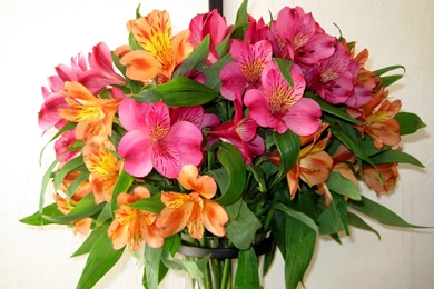 Wallpapers Bouquets Flowers Image