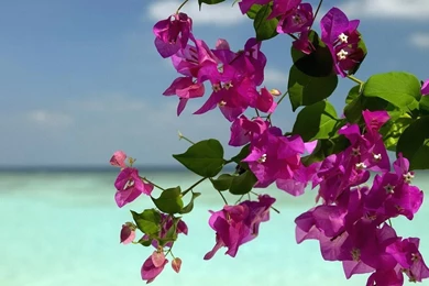 Beautiful Floral Flowers Wallpapers Download