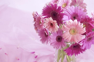 YouWall   Pink Flowers Wallpapers   Wallpaper,wallpapers,free ...