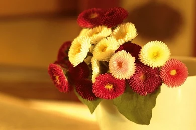 HD Flowers Wallpapers For Laptop 1366x768 Free Download