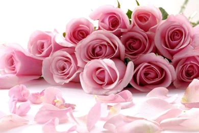 Beautiful Rose Flowers Wallpapers Free   Wallpapers HD Fine