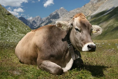 Cow Computer Wallpapers, Desktop Backgrounds