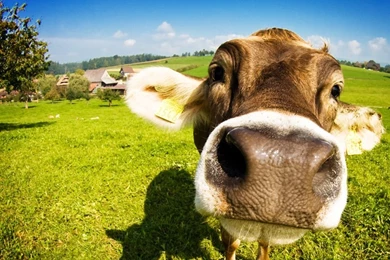 Cow Android Wallpapers 11233   Amazing Wallpaperz
