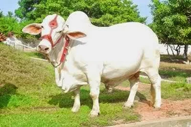 Cute And Beautiful Bakra Eid Cow Wallpapers Free Download