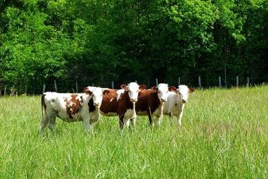 14 Cow Hd Wallpapers 1582 :: Cow Animal Hd Wallpapers