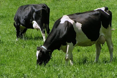 Cow Pictures Free   Wallpapers High Definition