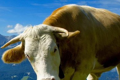 70+ Bright iPhone 4 Wallpapers   Over The Top Mag