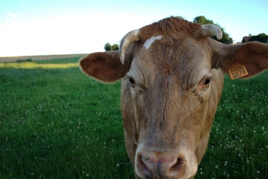 4K Ultra HD Cow Wallpapers HD, Desktop Backgrounds 3840x2160